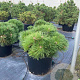 Pinus nigra Brepo 125-150 cm cont. 150L meerstammig