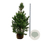 Pinus nigra nigra 150-175 cm draadkluit extra