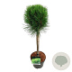 Pinus nigra Summer Breeze 40 cm stam 5,0L
