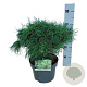 Pinus strobus 'Tiny Kurls' 30-40 cm 4,5L