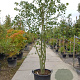 Acer davidii 350-400 cm container meerstammig