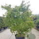 Acer palmatum 250-300 cm container meerstammig Bladkleur