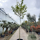 Acer palmatum 180 cm stam container 16-18 leiboom