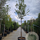 Acer tataricum ginnala 220 cm stam container 20-25