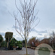 Albizia julibrissin 180 cm stam draadkluit 20-25