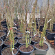 Albizia julibrissin 150-175 cm 35L najaarspotting