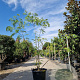 Albizia julibrissin 175-200 cm container meerstammig