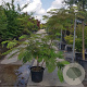 Albizia julibrissin 175-200 cm container meerstammig