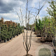 Albizia julibrissin 200-250 cm container struik solitair
