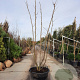 Albizia julibrissin 250-300 cm container meerstammig extra