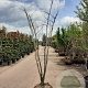 Albizia julibrissin 250-300 cm container meerstammig extra