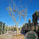 Albizia julibrissin 400-450 cm draadkluit meerstammig
