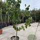 Asimina triloba 200-250 cm 50L