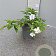Brunfelsia pauciflora gm 4,0L