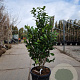 Camellia japonica 100-125 cm 35L extra