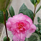 Camellia sasanqua 150-175 cm 30L