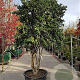 Camellia sasanqua 250-300 cm container meerstammig 