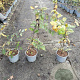 Carpinus betulus 60-80 cm 2,0L