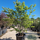 Cercis siliquastrum 175-200 cm container meerstammig