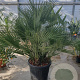 Chamaerops humilis 100-125 cm cont. 65L