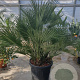 Chamaerops humilis 100-125 cm cont. 65L