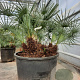Chamaerops humilis argentea 80-100 cm container