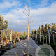 Chionanthus retusus 180 cm stam container 14-16