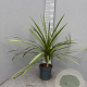 Cordyline australis gm 4,0L