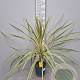 Cordyline variegata gm 4,0L