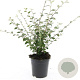 Cotoneaster franchetii GM C1.3