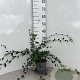 Cotoneaster lacteus 40-60 cm 2,0L