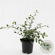 Cotoneaster lacteus GM C1.3