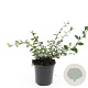 Cotoneaster lacteus GM C1.3