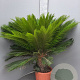 Cycas revoluta 80-100 cm 20L