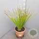 Dasylirion serratifolium 50-60 cm 6L