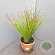 Dasylirion serratifolium 50-60 cm 6L