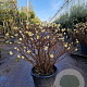 Edgeworthia chrysantha 80-100 cm 45L