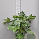 Fatsia japonica 60-80 cm 10L