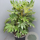 Fatsia japonica 120-140 cm 50L