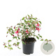 Fuchsia 'Madame Cornelissen' GM C1.3