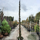 Hedera hibernica 350-400 cm container