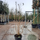 Heptacodium miconioides 125-150 cm container struik