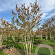 Lagerstroemia indica 400-450 cm draadkluit meerstammig