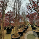 Lagerstroemia indica 450-500 cm container meerstammig