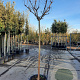 Lagerstroemia indica 180 cm stam container 14-16
