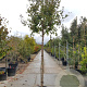 Lagerstroemia indica 200 cm stam container 10-12 lei 150x120
