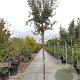Lagerstroemia indica 200 cm stam container 12-14
