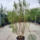 Lagerstroemia Dynabite 250-300 cm container meerstammig