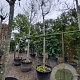 Magnolia kobus 200 cm stam container 20-25 leiboom
