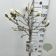 Magnolia stellata 60 cm stam 7,5L